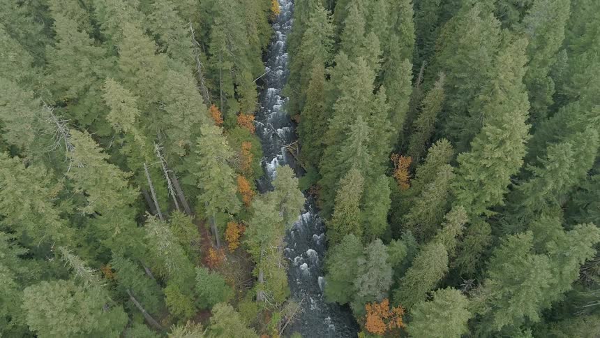 Water rushes over rocks in a river running through a dense forest