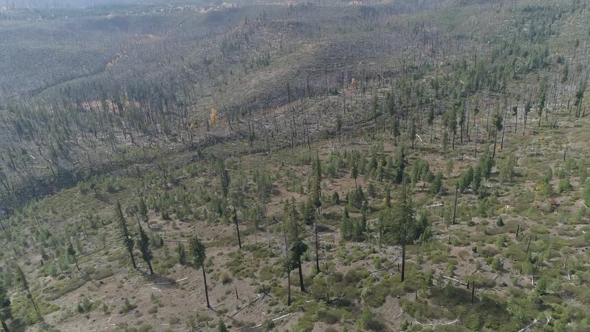 An aerial footage of a forest