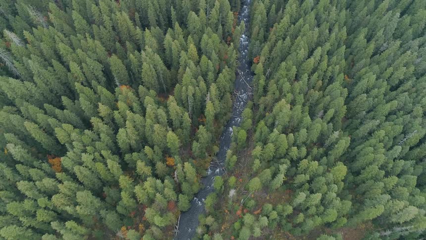 A river runs through a dense evergreen forest