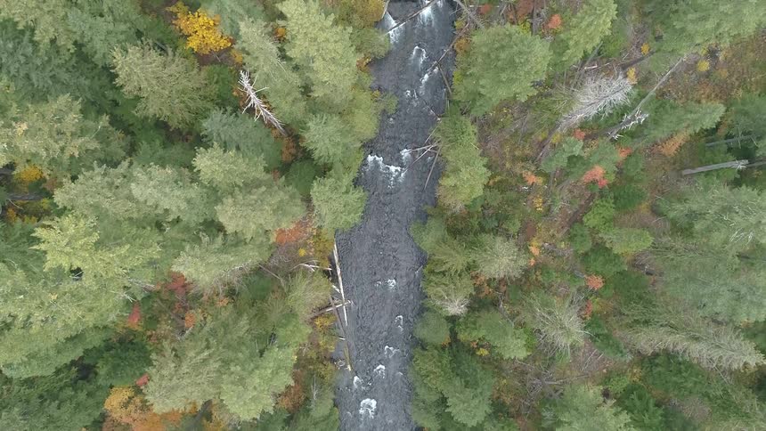A gravel trail runs through the forest