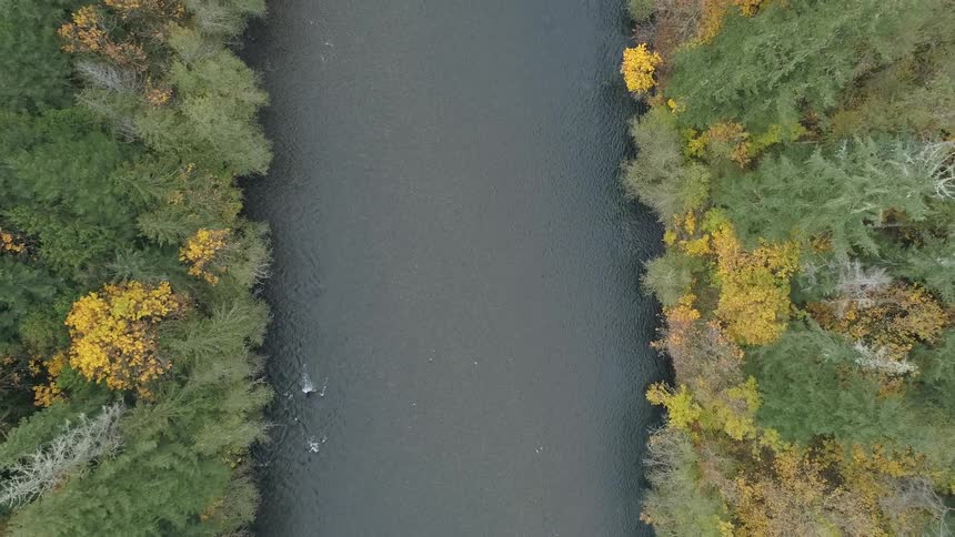 An aerial view of a river surrounded by a forest is displayed