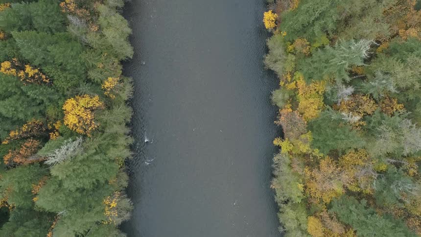 An aerial view of a river in the middle of autumn forest