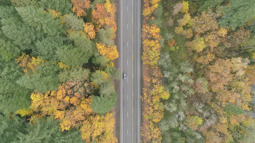 Car goes on a road through a forest