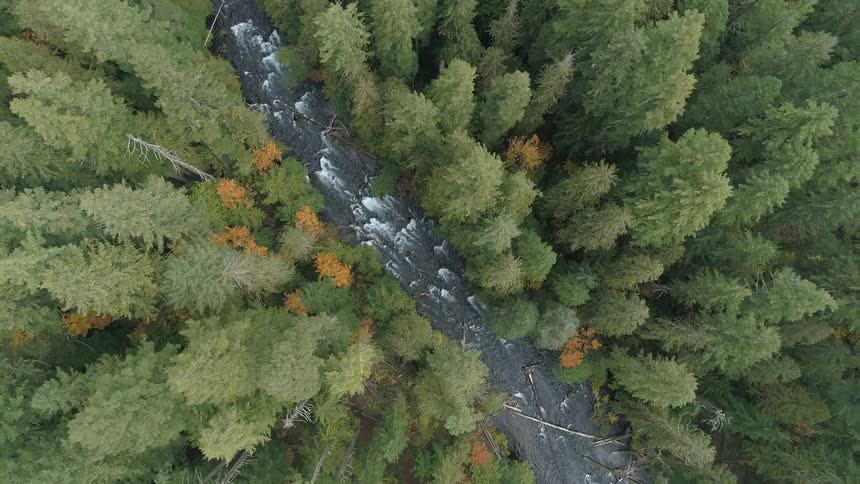 Aerial of a narrow river between trees in the forest
