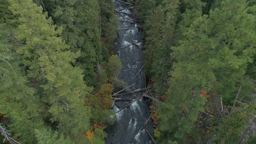An aerial view of a forest area is displayed