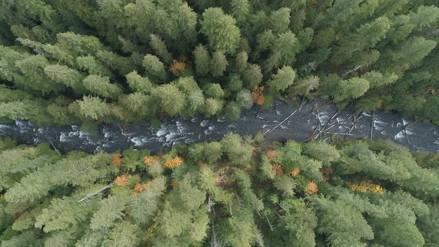 The river flows through the trees