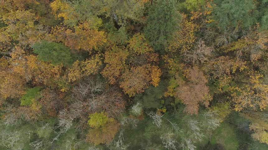 An aerial footage of a fir forest