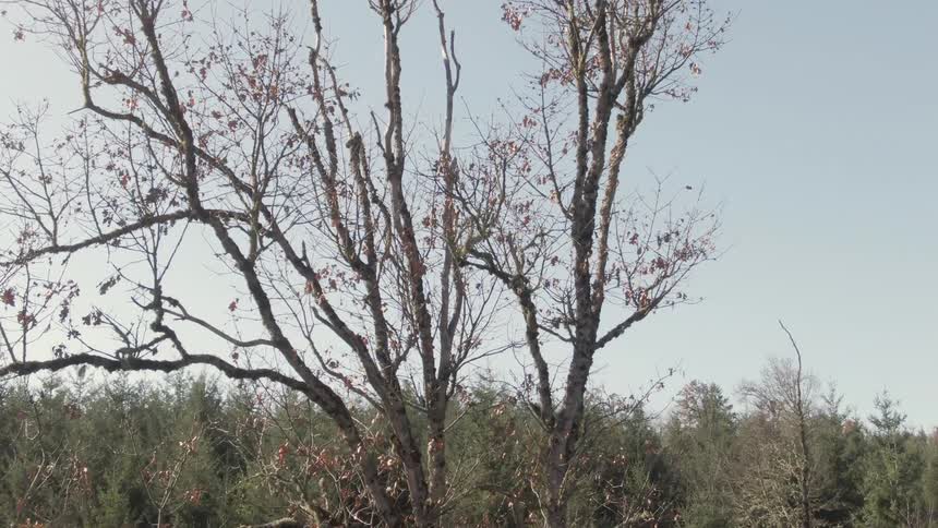 A barren tree with dead leaves