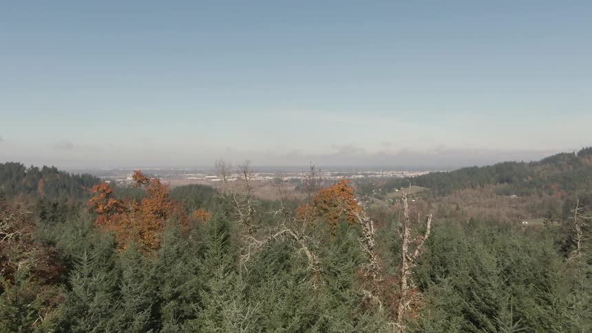 A forested area with bare trees and pine trees