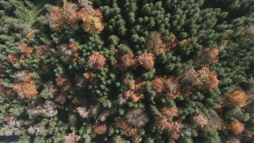 Birds eye aerial view of pine forest at fall