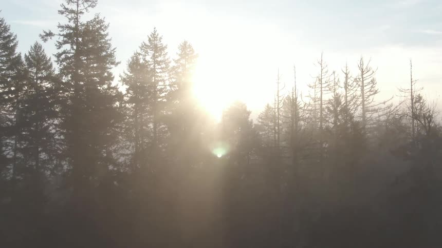 A scenery of a forest under the mist and sun flare