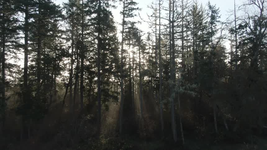 Sun streams through trees in the forest