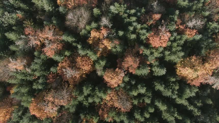 An aerial view of fir forest