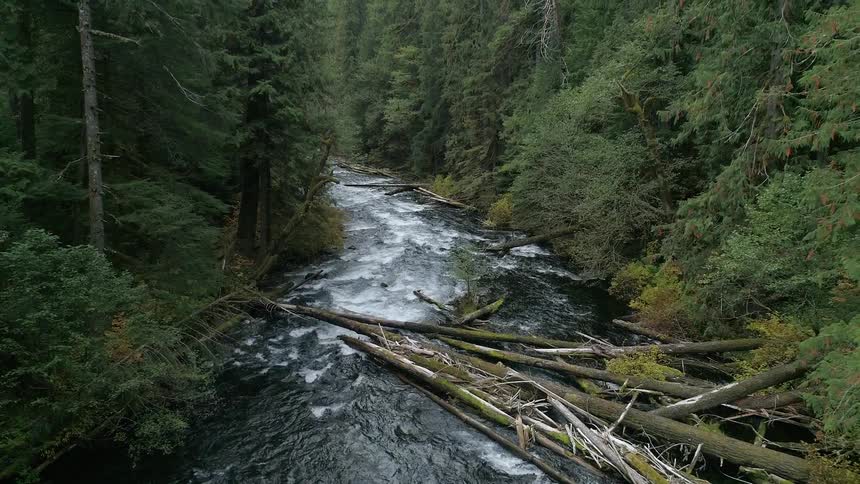 An aerial view of a river flowing through the forest is displayed