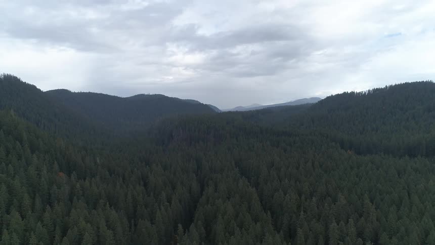 An aerial scenery of a huge fir forest
