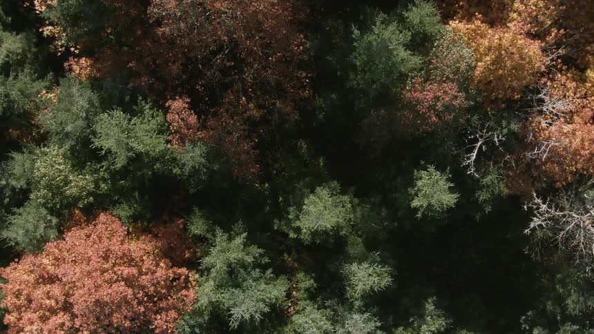 Birds eye view of trees on forest