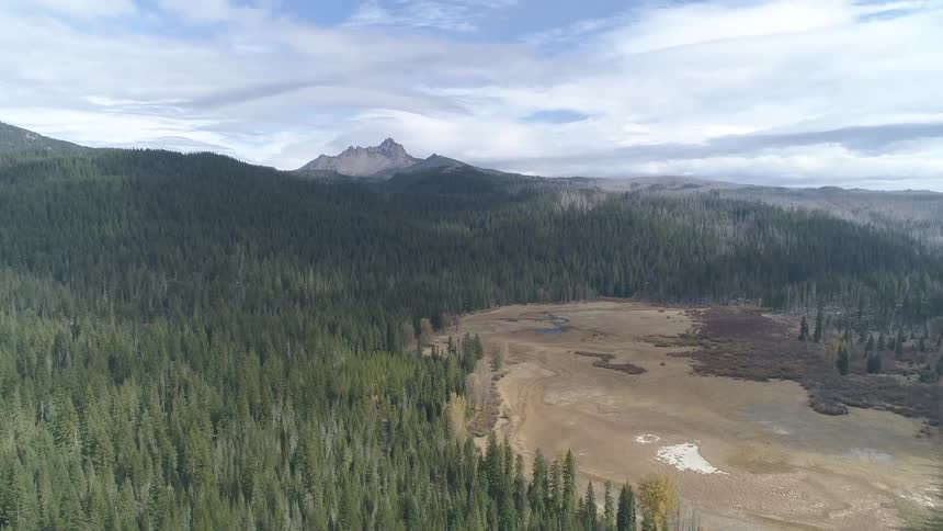 An aerial view of a fir forest
