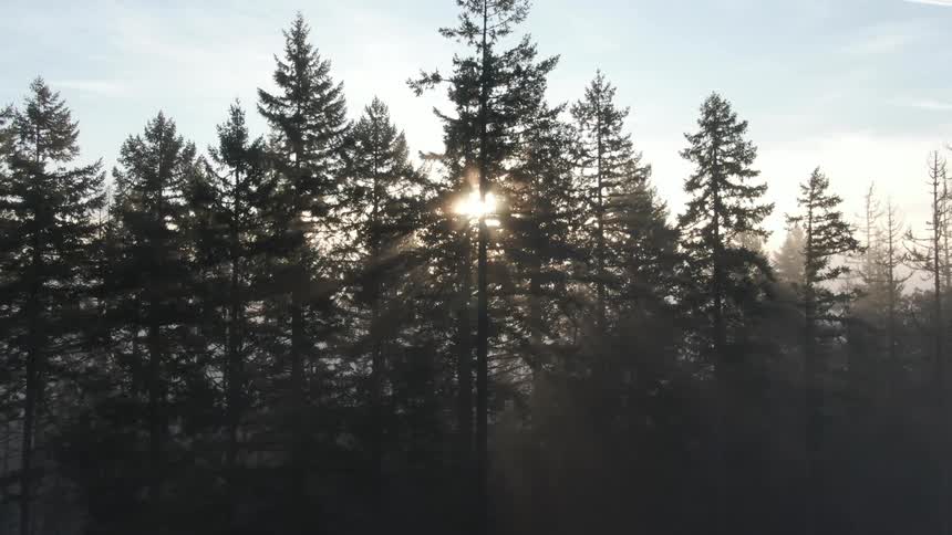 The sun shines through the top of tall pine trees in a forest