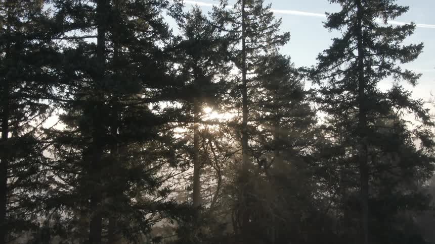 The sun is rising behind the tall spruce trees
