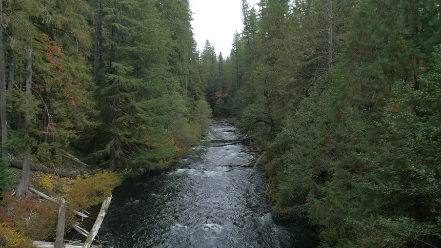 A river runs through a heavily forested area