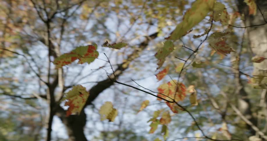 A footage of yellow leaves