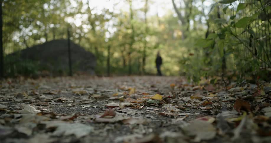 A close up footage of a track on the forest