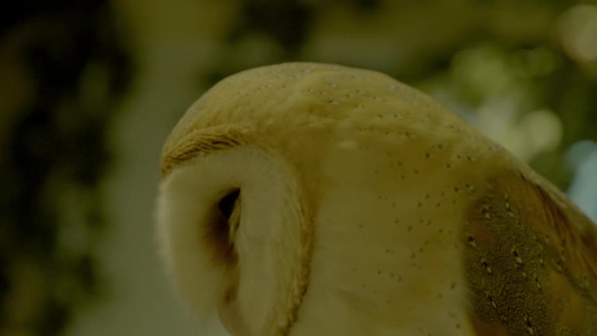 Close up of white snowy owl being held by woman