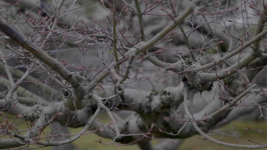 A close up footage of a dead tree branch