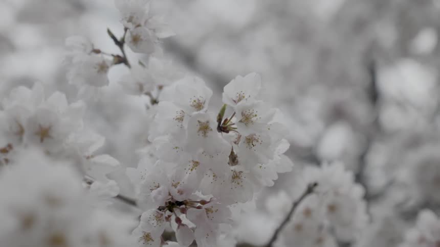 White blossoms cover a tree branch in spring