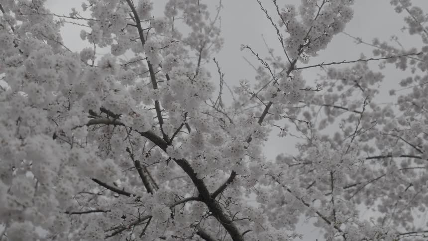 Snowflakes are caught on a dead tree under overcast skies
