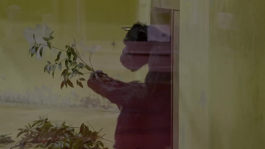 A gorilla in an enclosure holds a branch and eats the leaves
