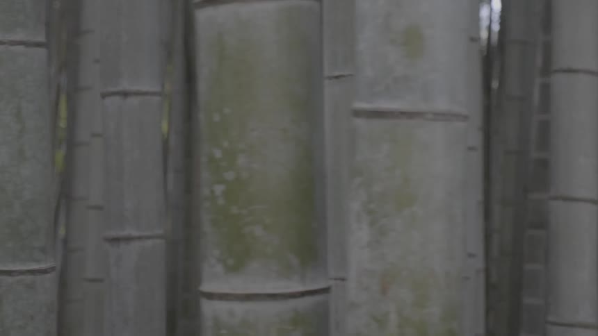 Close up of smooth tree trunks standing upright in a forest