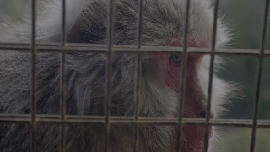 A close up view of a baboon on the zoo