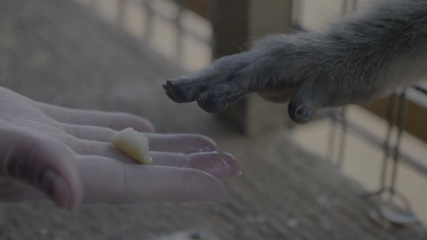 A person holds a piece of fruit in their hand as primate reaches through a fence to grab it