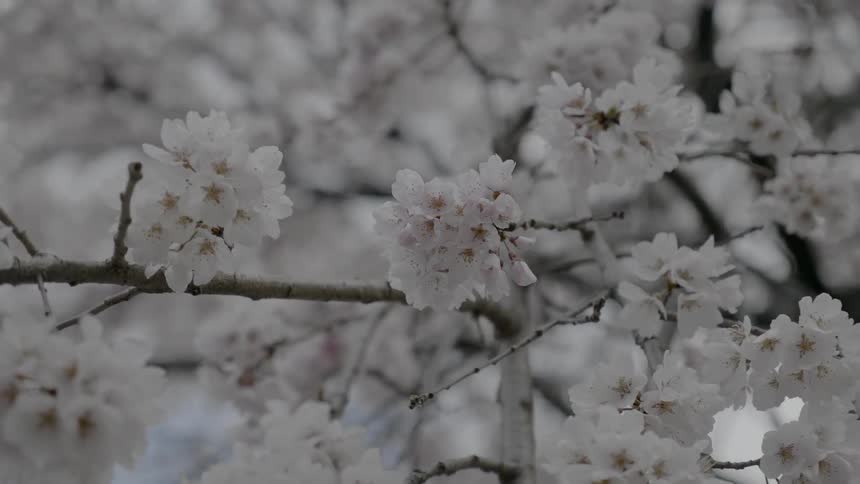 White flowers on a tree during the day