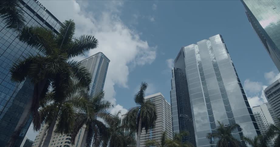 Palm trees sit in front of tall skyscrapers