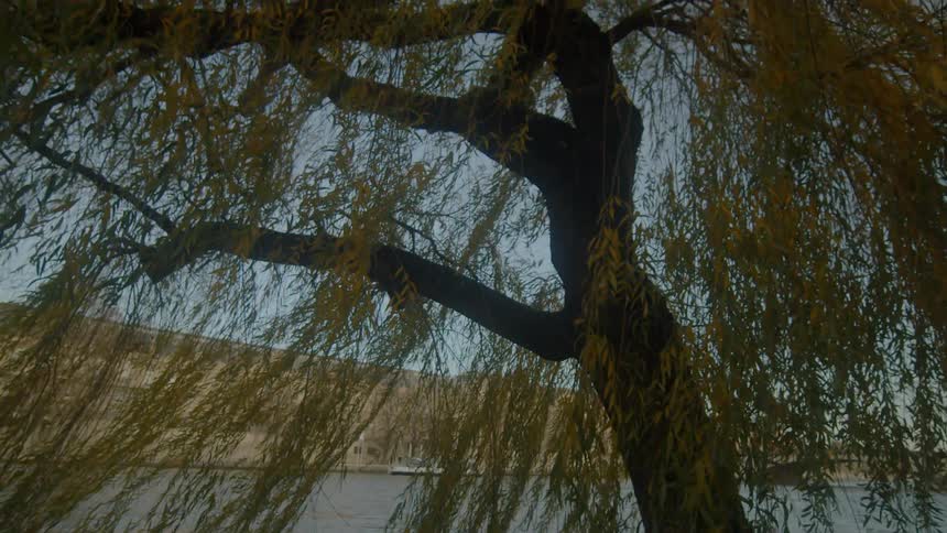 A big tree near the lake