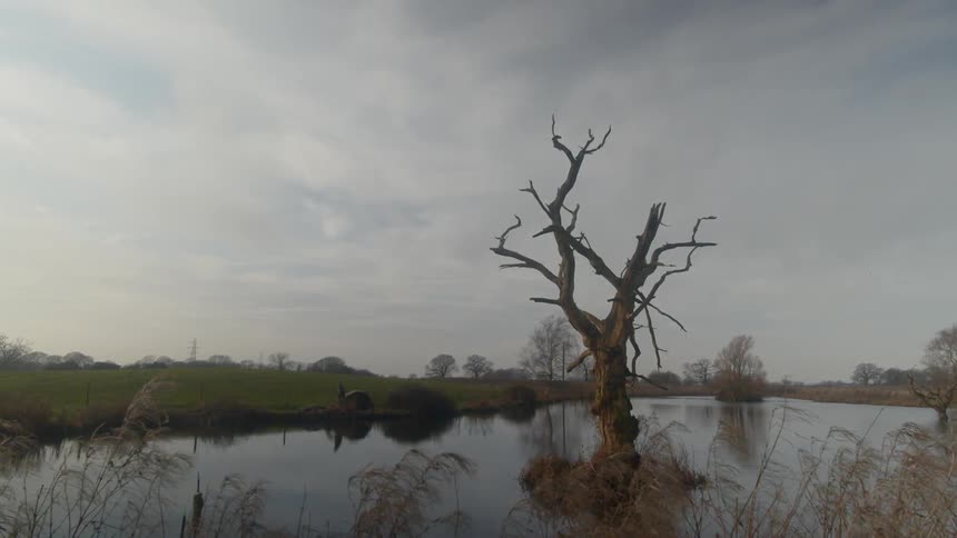 A scenery of lonely tree in the middle of a lake