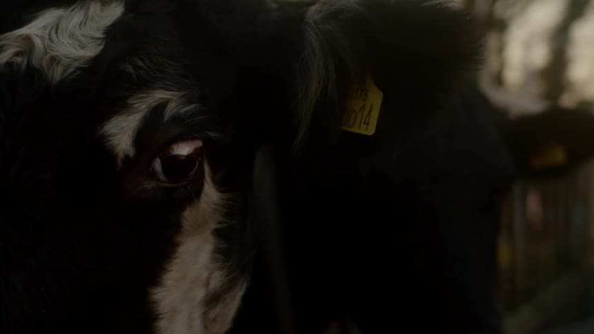 Close up of cow head with ear tag