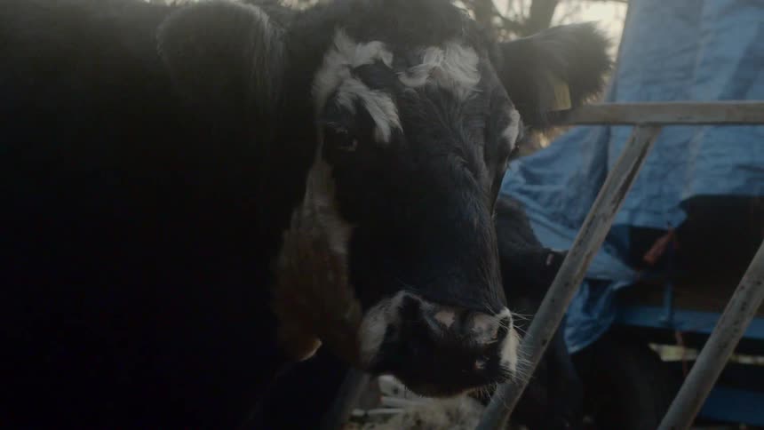 A portrait of a black cow