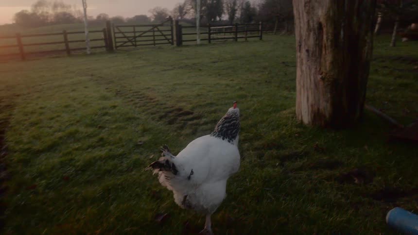 A rooster walks around the farm