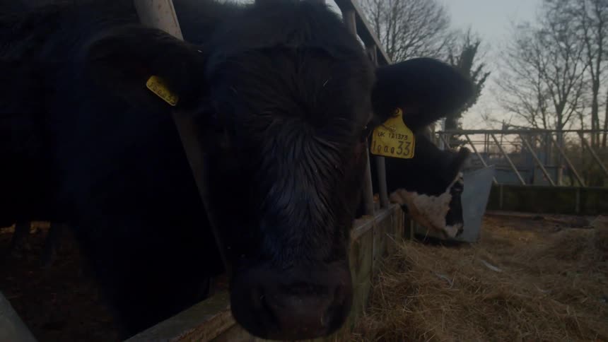 A portrait of a cow at the farm