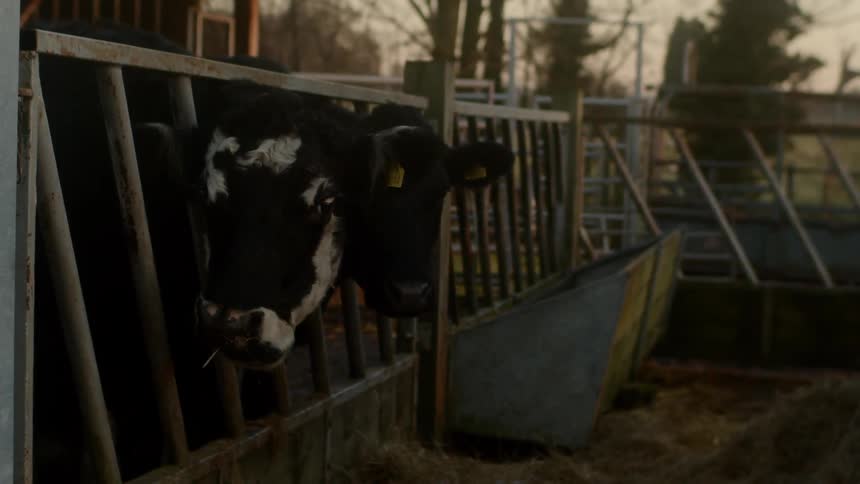 The cow is chewing on the farm