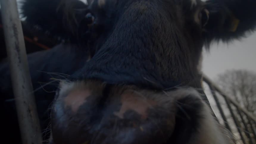 Close up of a cows face sticking its head out from the fence