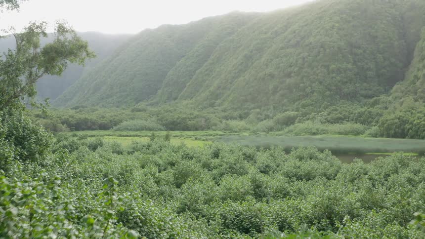 Trees plants and grass with hills in the background