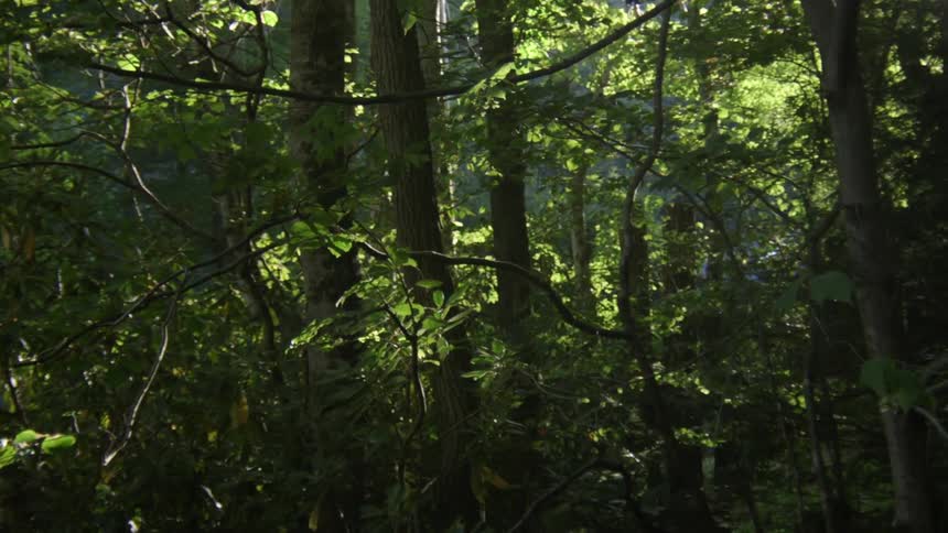 Trees in a forest on a sunny day