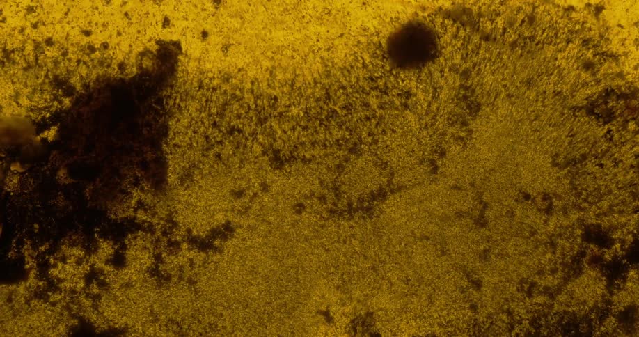 Dark grit floats in yellow liquid