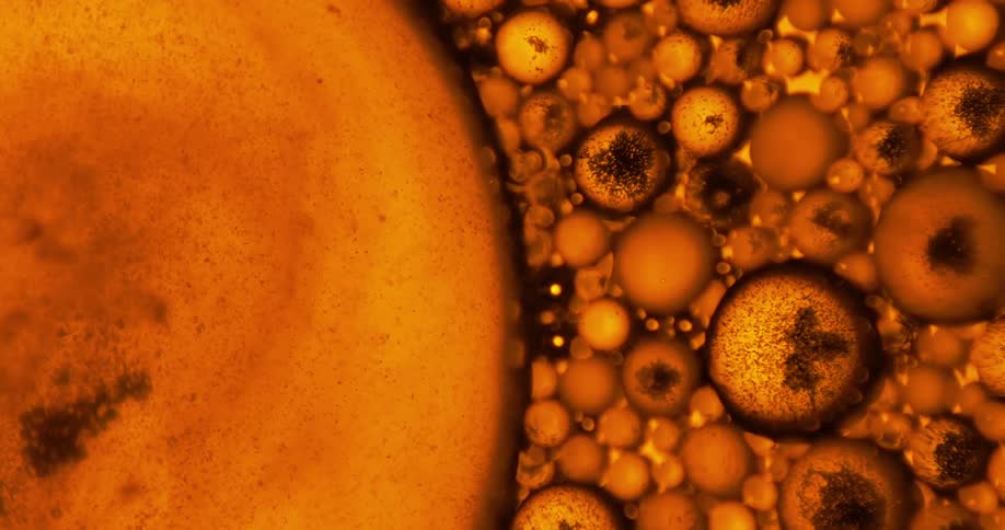 Several amber spheres of varying sizes lie next to each other