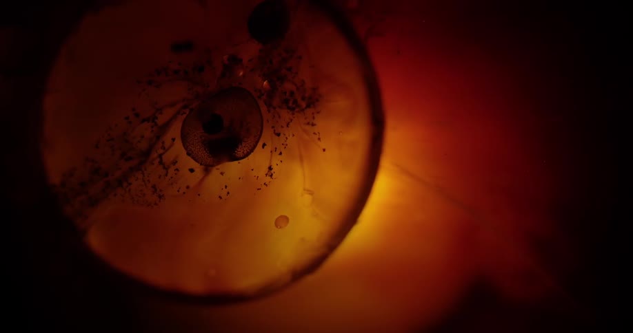 Bubbles within cell on orange liquid backdrop