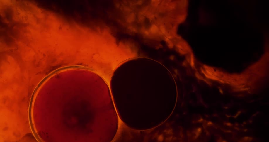Birds eye view of cells under a microscope